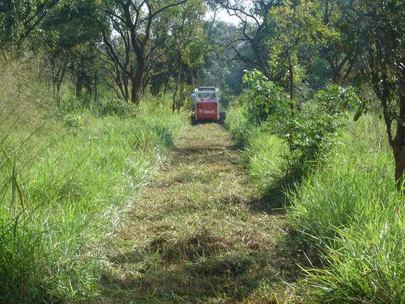 Line clearing through dense bush